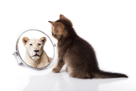 Cat looking in mirror with lion in reflection